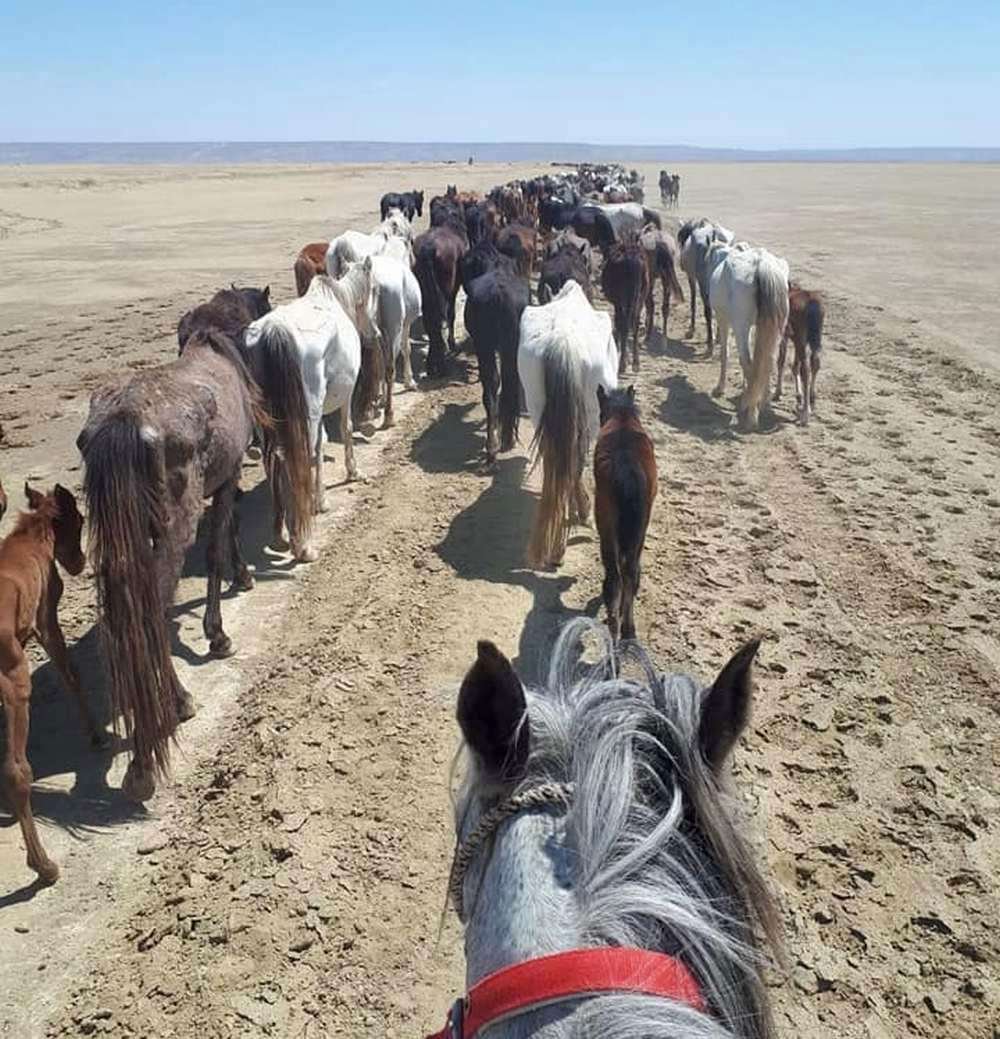 Туркменские лошади Ахалтекинцы