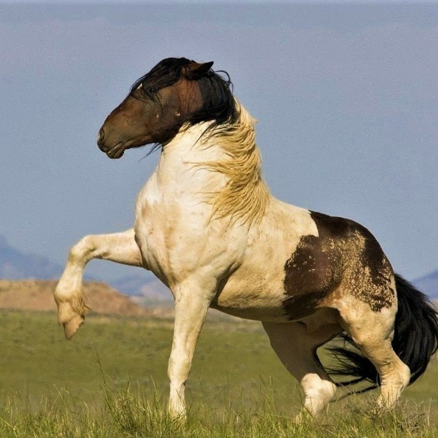 Табун лошадей Калмыкия степь