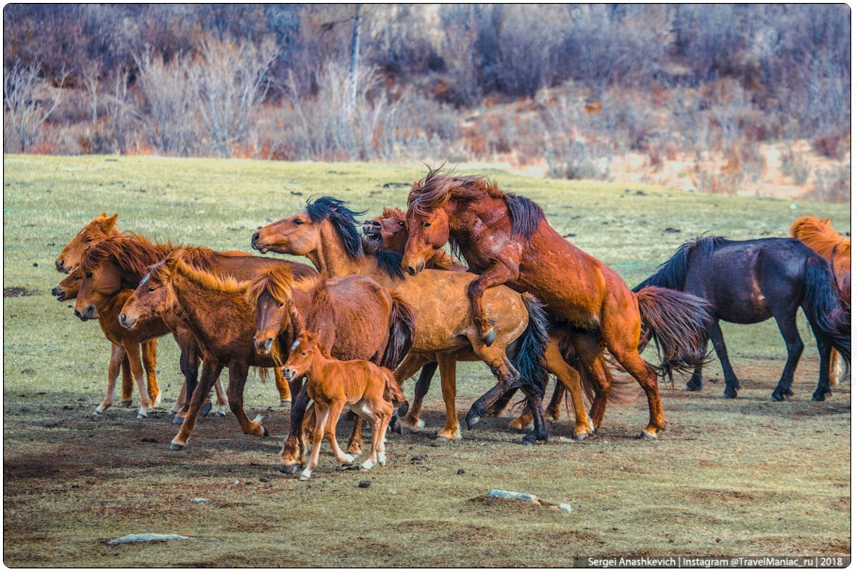 Монгольская девушка на коне