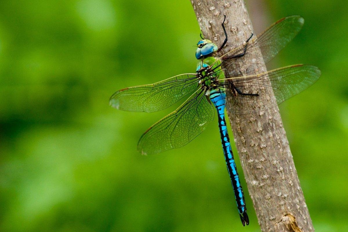 Интересные Стрекозы