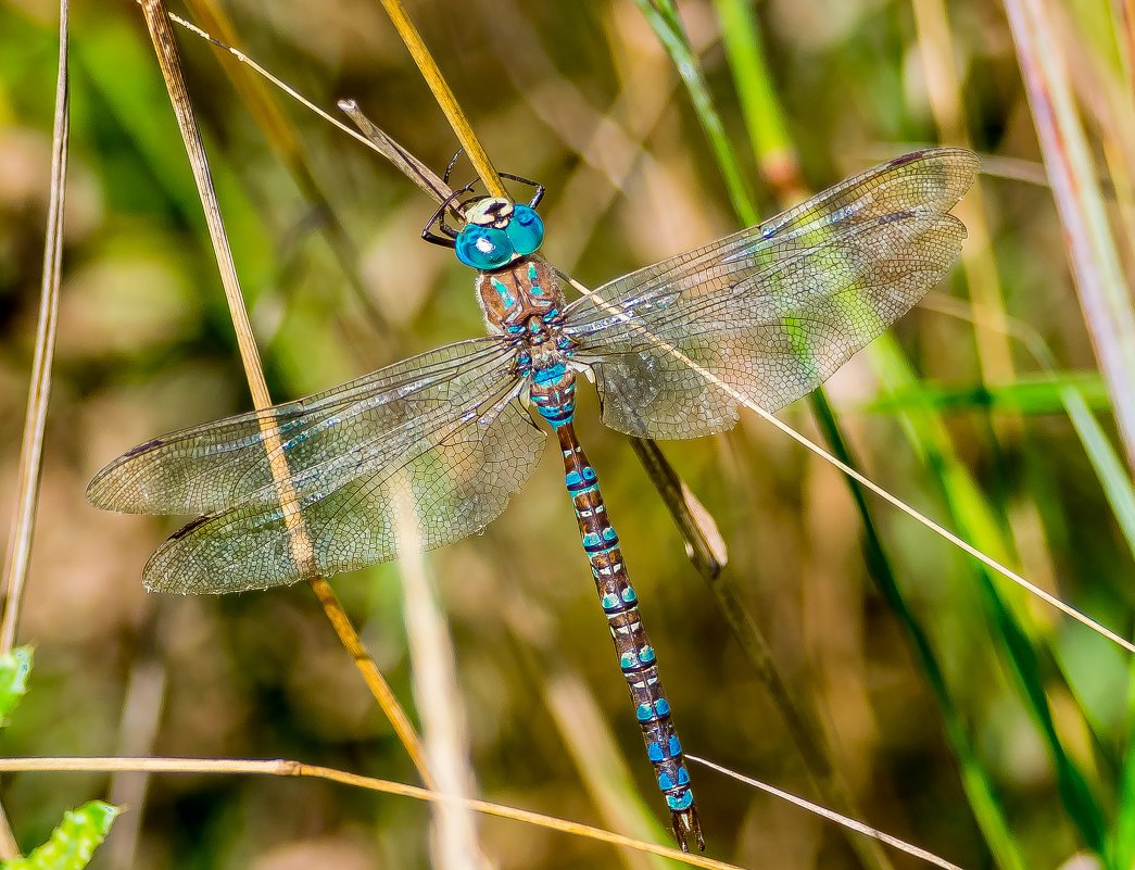Дозорщик Императорский
