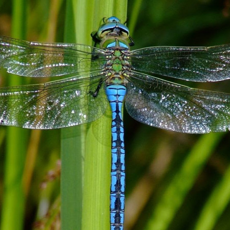 Дозорщик-Император самка