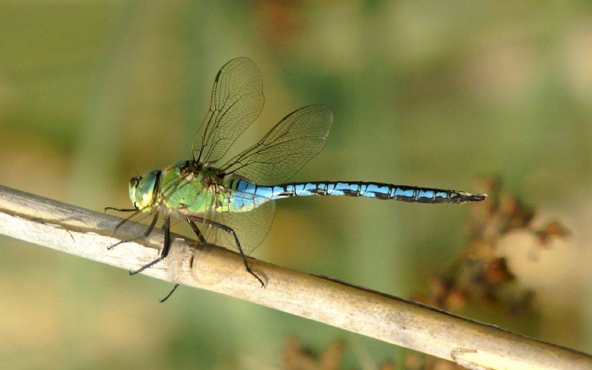 Сине зелёная Стрекоза