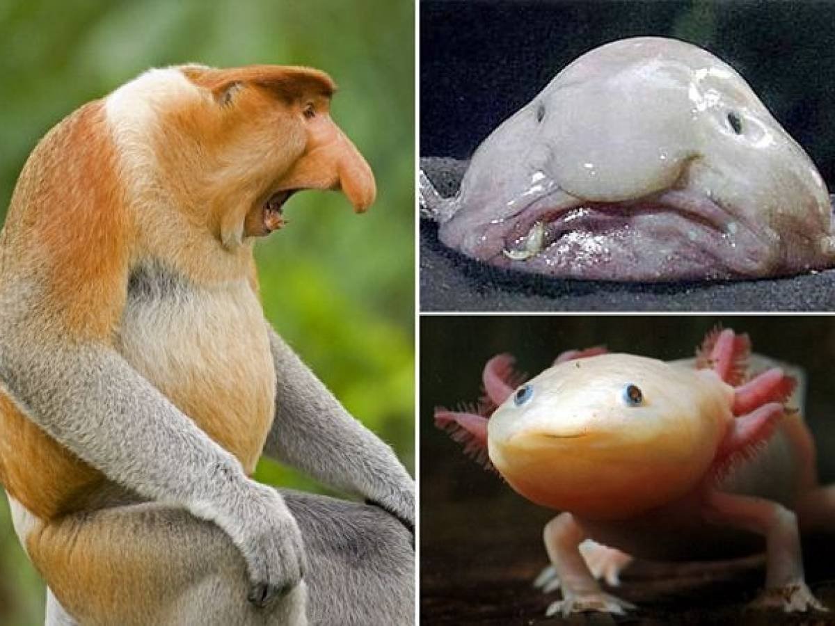 Мадагаскарская руконожка ай-ай