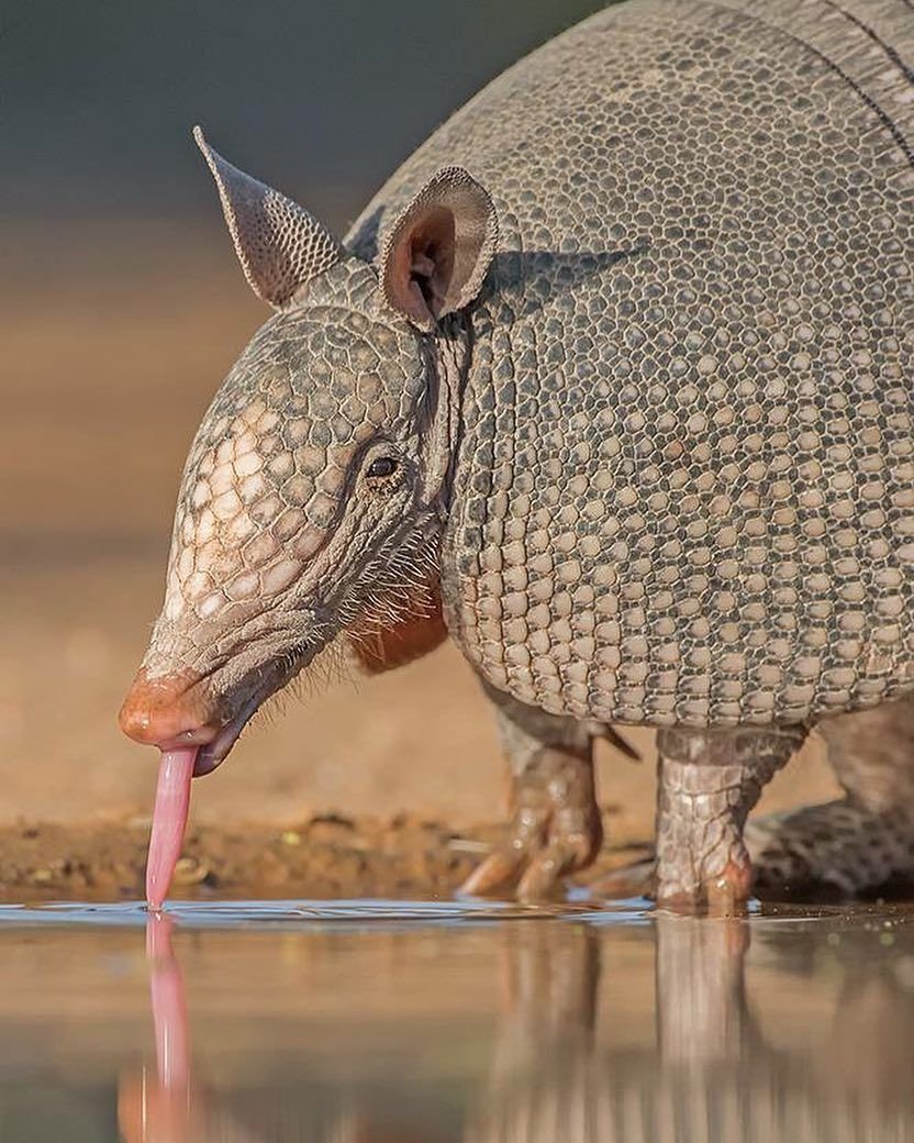 Долгопят филиппинский детеныш