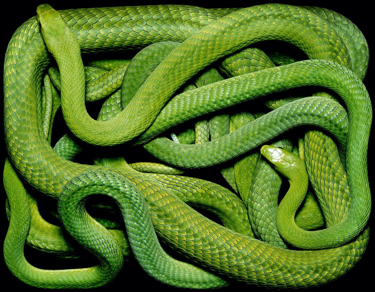 Кольчатый питон