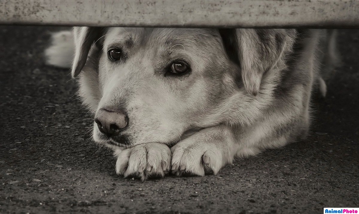 Маленькая рыжая собачка дворняжка