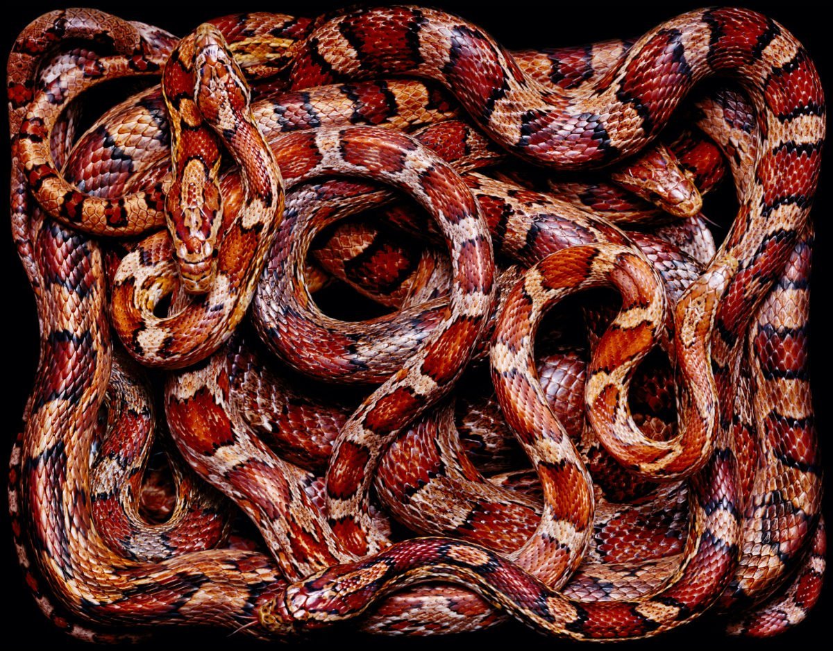 Змеиное кубло