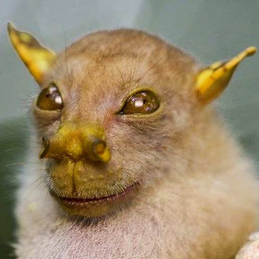 Етитская богомышь