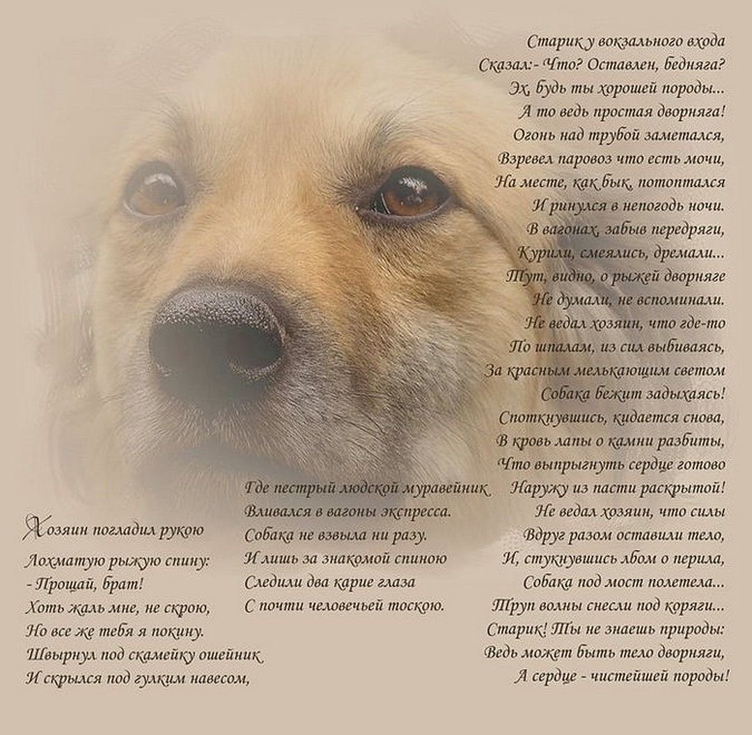 Колли дворняга