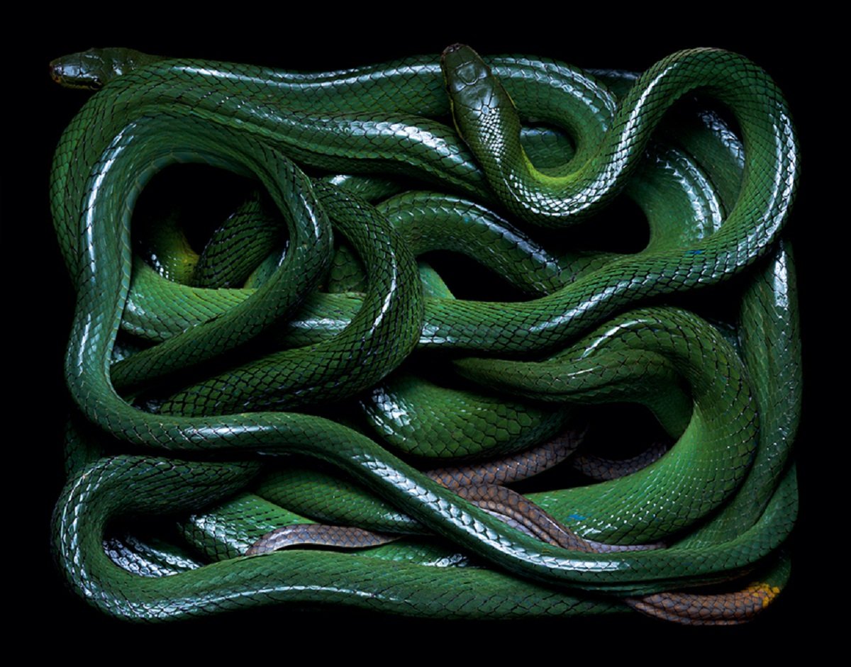 Кустарниковая гадюка (Atheris