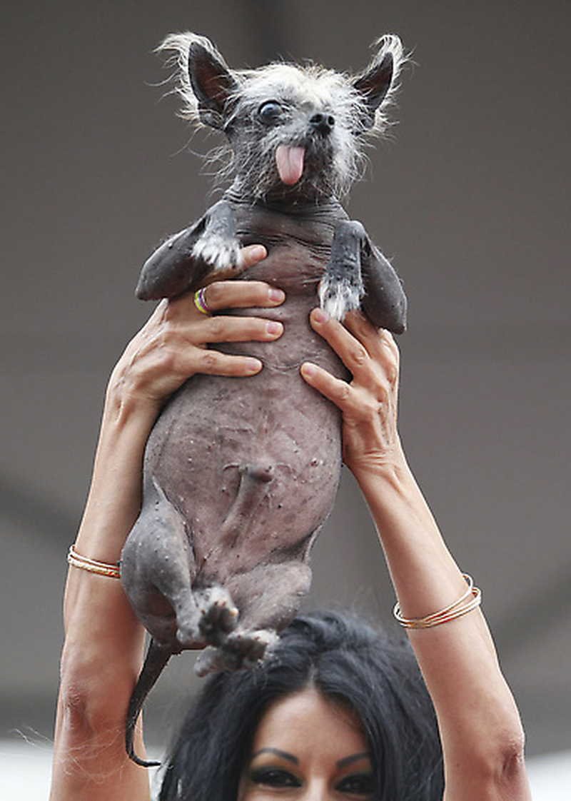 Крыса слепыш