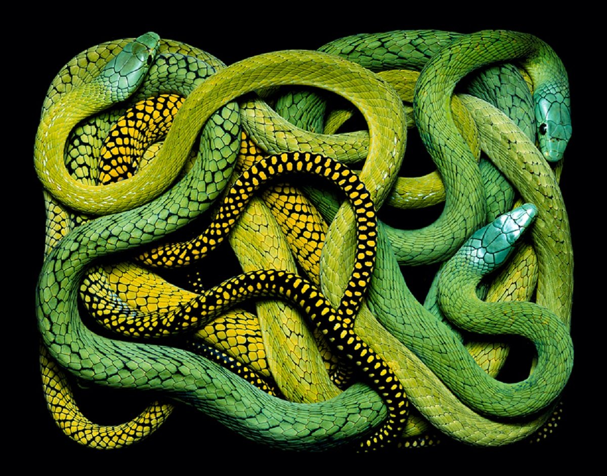 Змеи Гвидо Мокафико