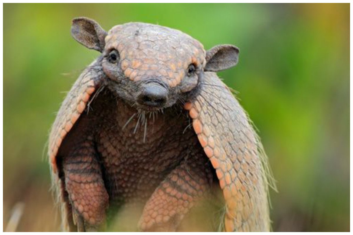 Долгопят филиппинский детеныш