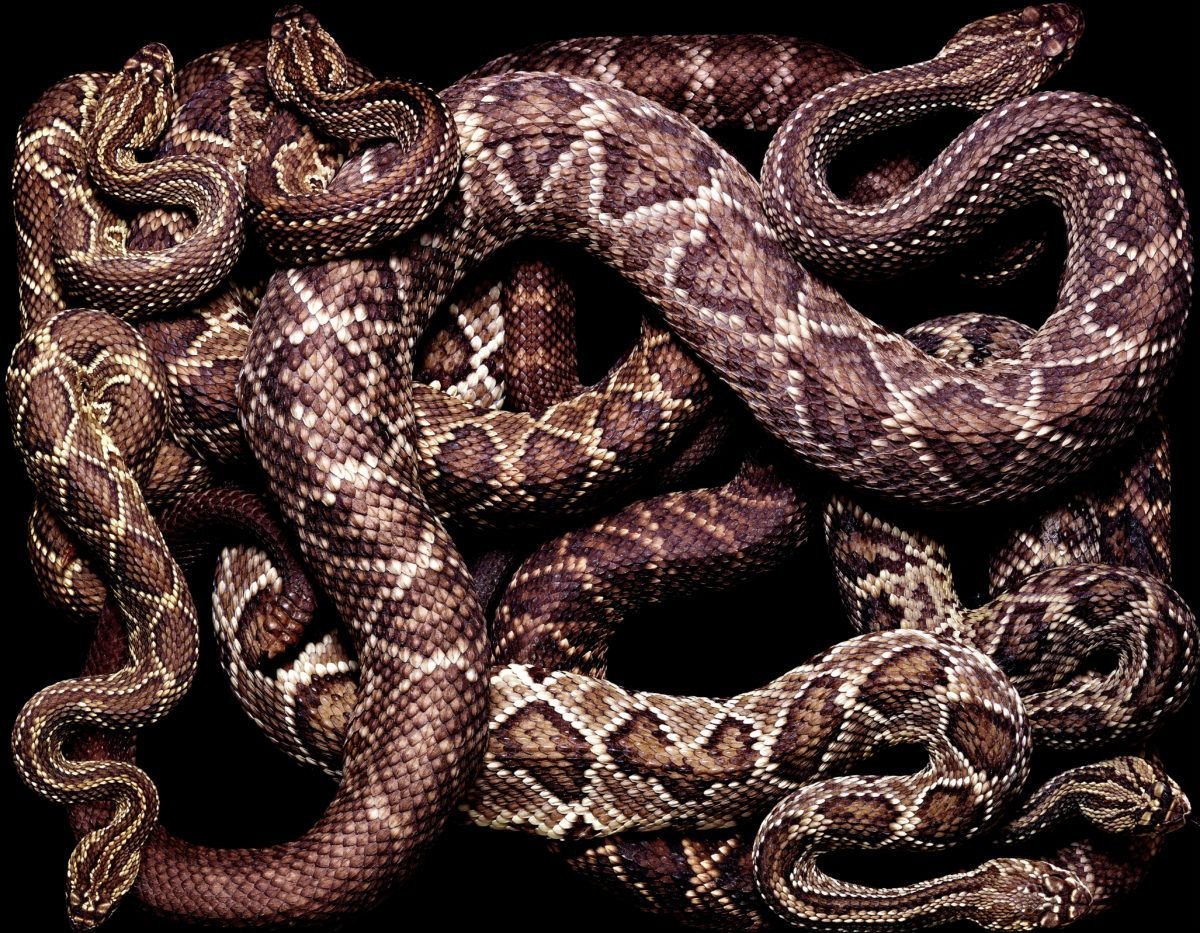 Змеиное кубло