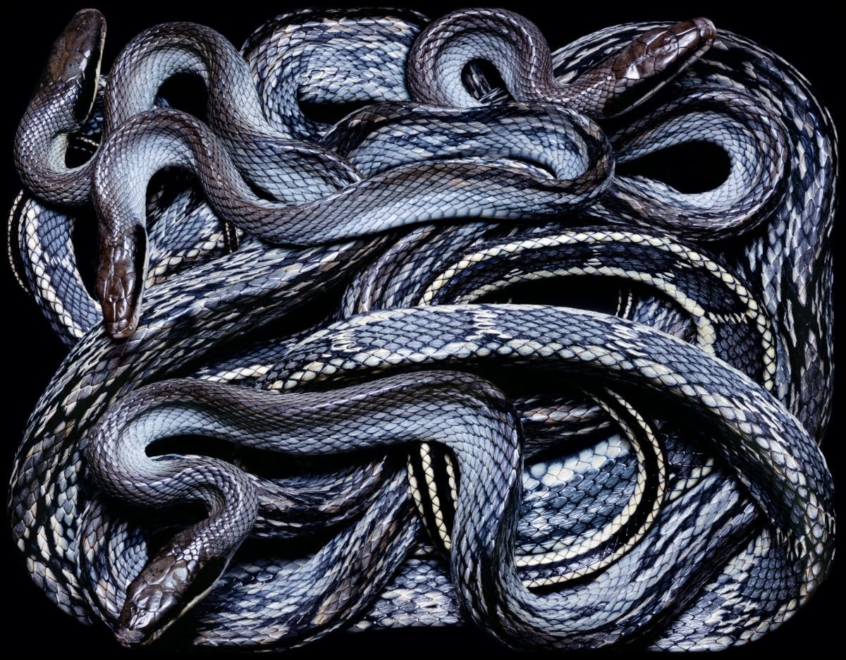 Змеи Гвидо Мокафико