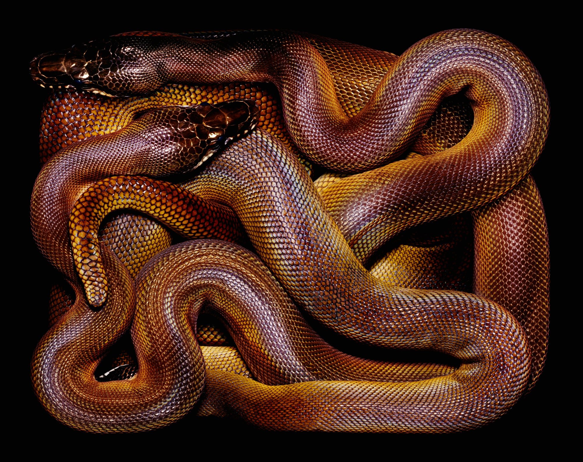 Самые красивые змей в мире. Южный белогубый питон. Белогубый полоз. Guido Mocafico. Змеи Гвидо Мокафико.