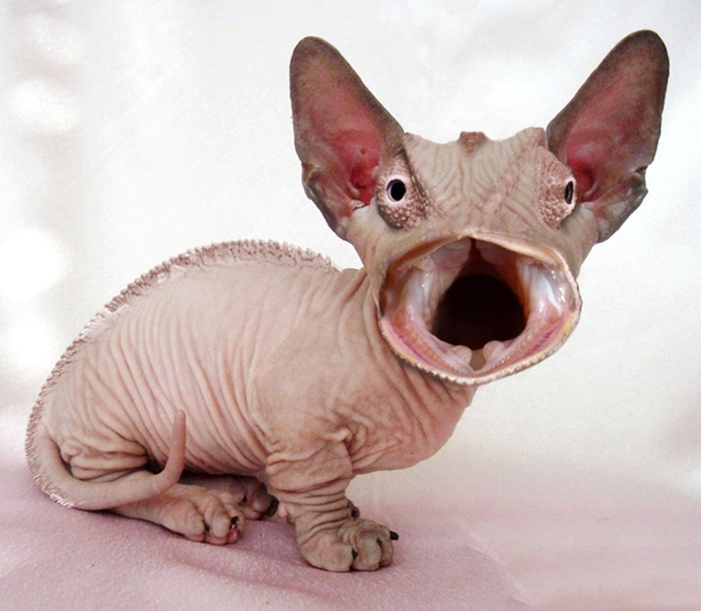 Гибриды животных