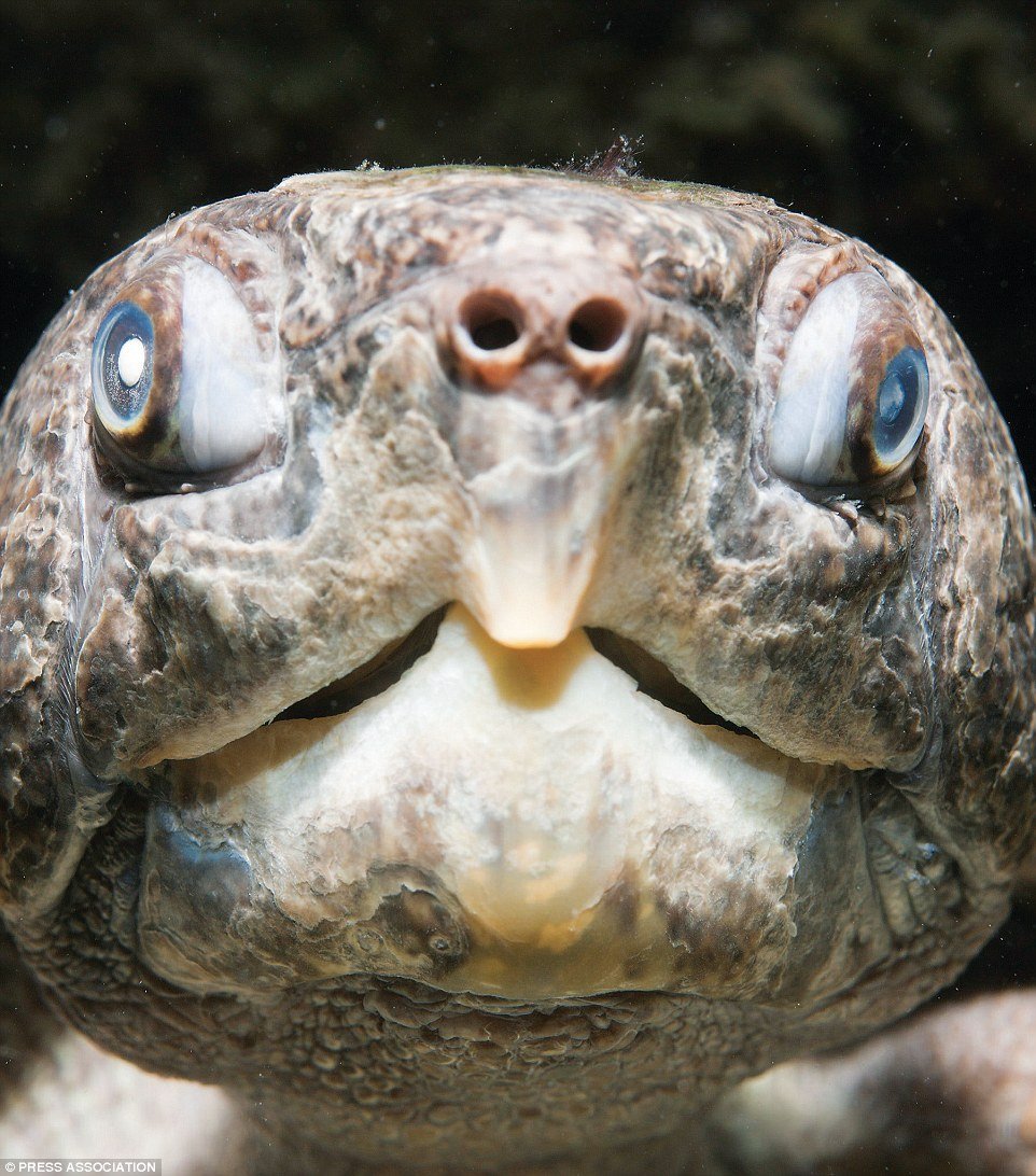 Травоядный Дракула животное