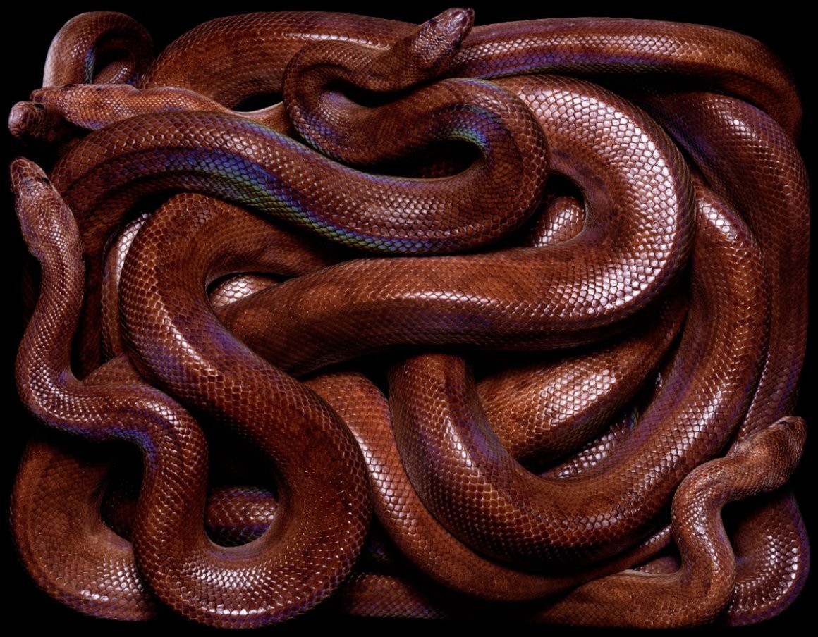 Клубок змей