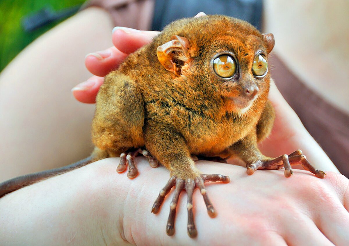 Странные животные