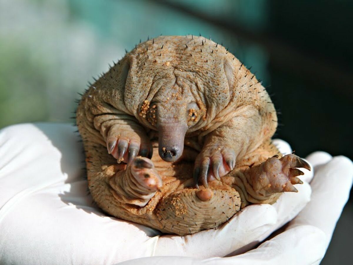 Подковонос Мегели