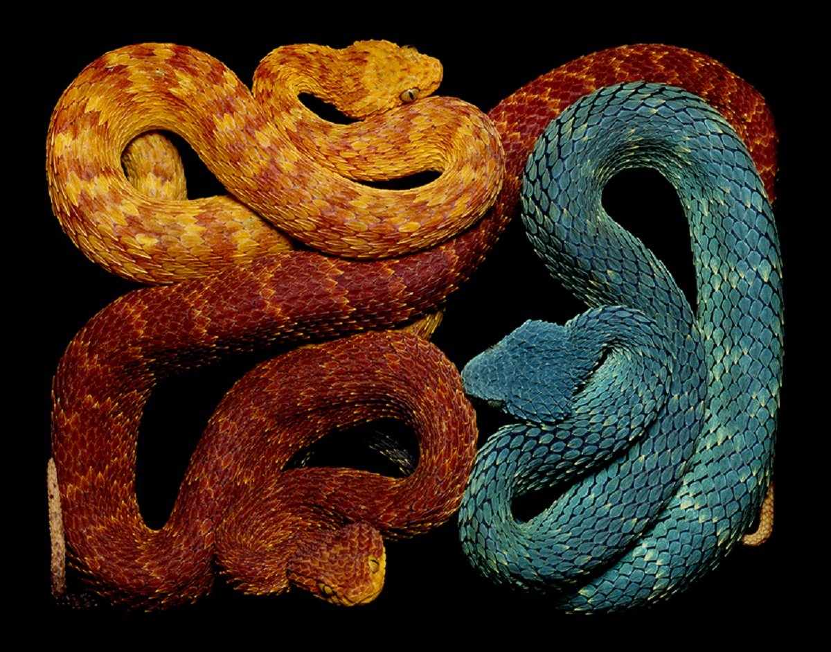 Что любят змеи