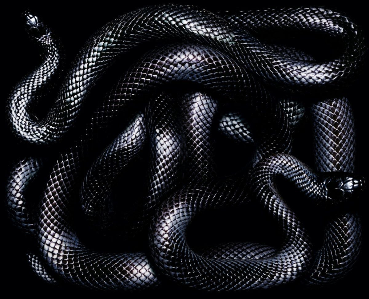 Ошейниковая змея