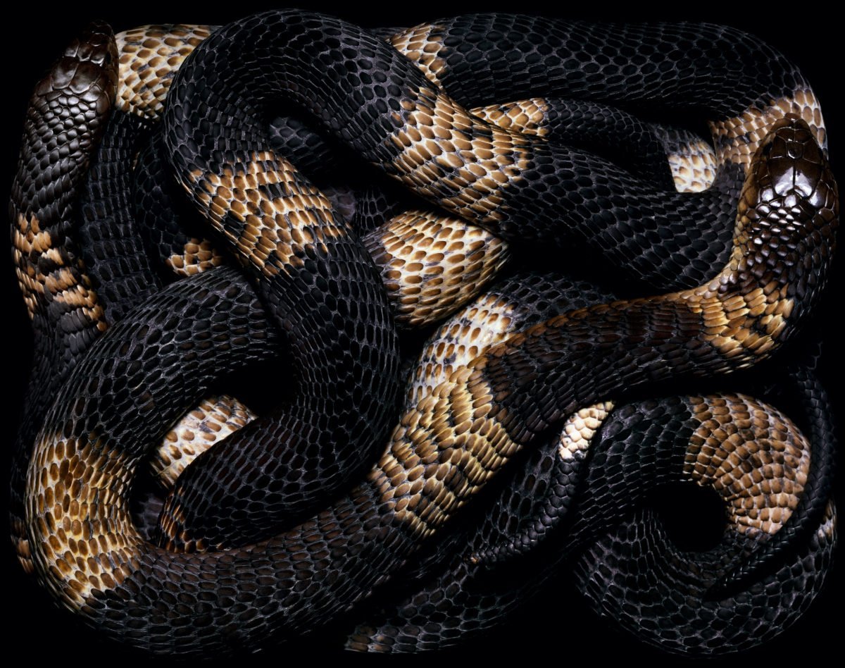 Остров змей Кеймада-Гранди