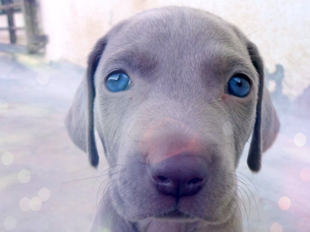 Веймаранер глаза