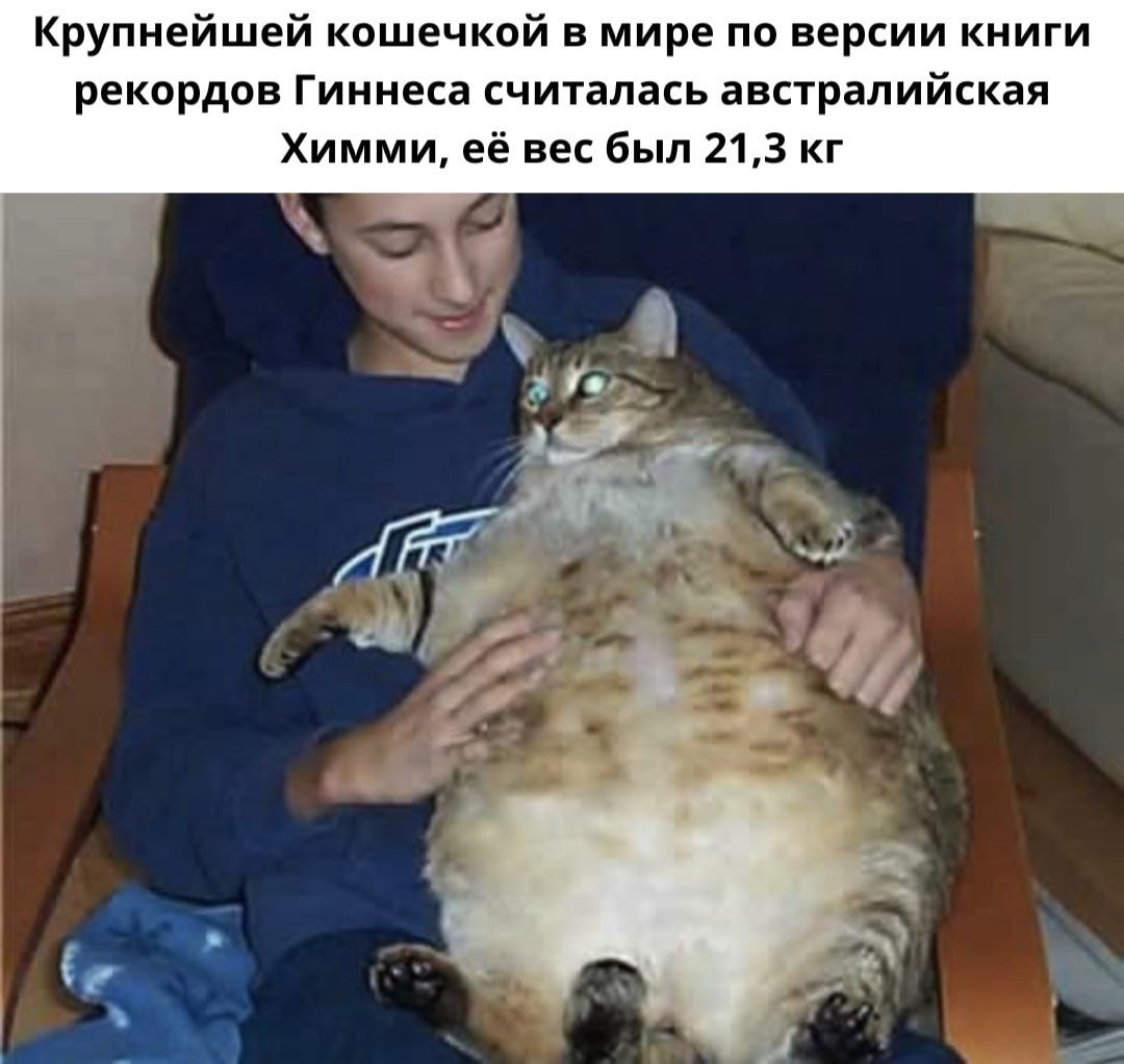 Самые толстые коты в мире