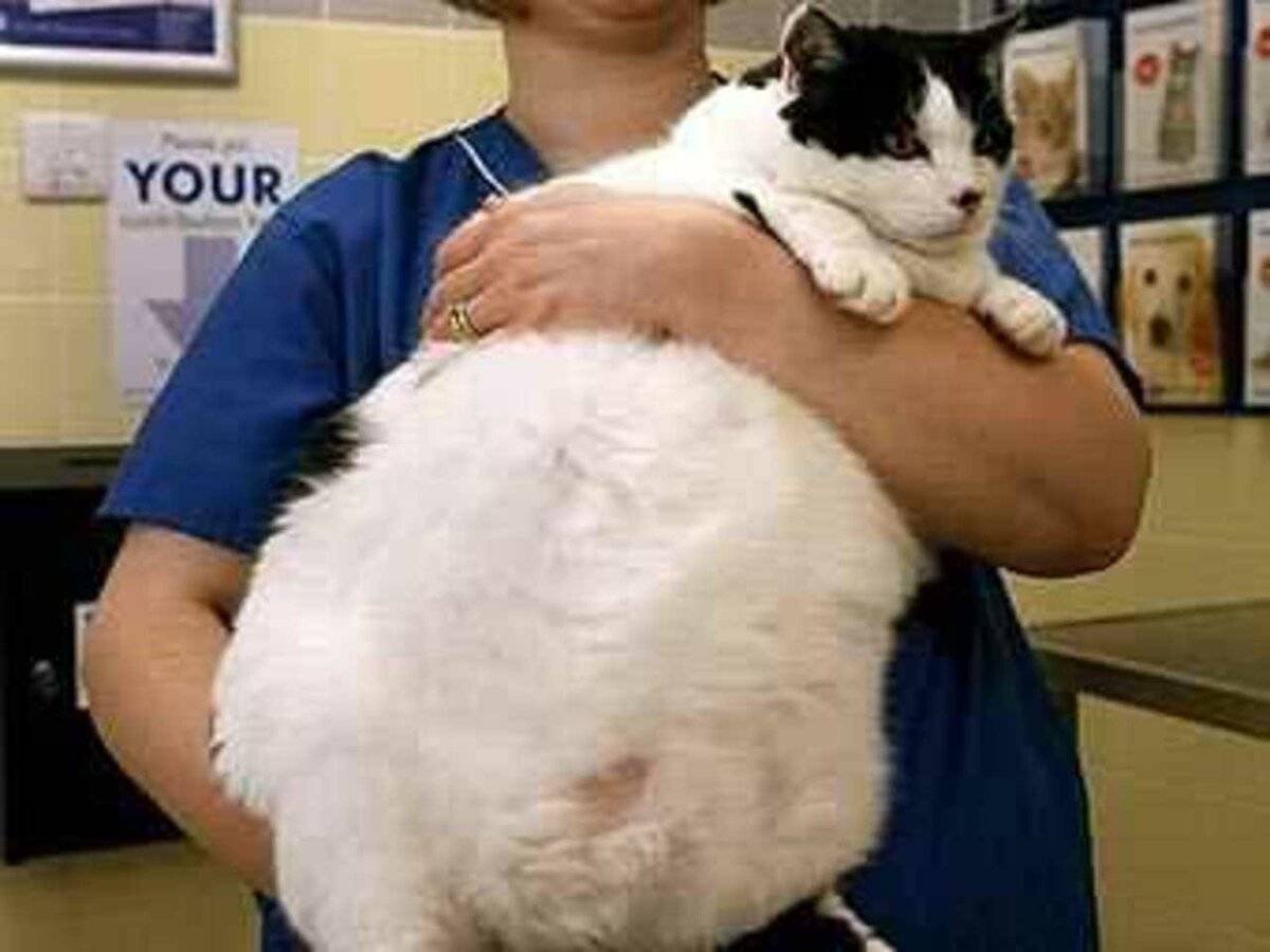 Самые толстые коты