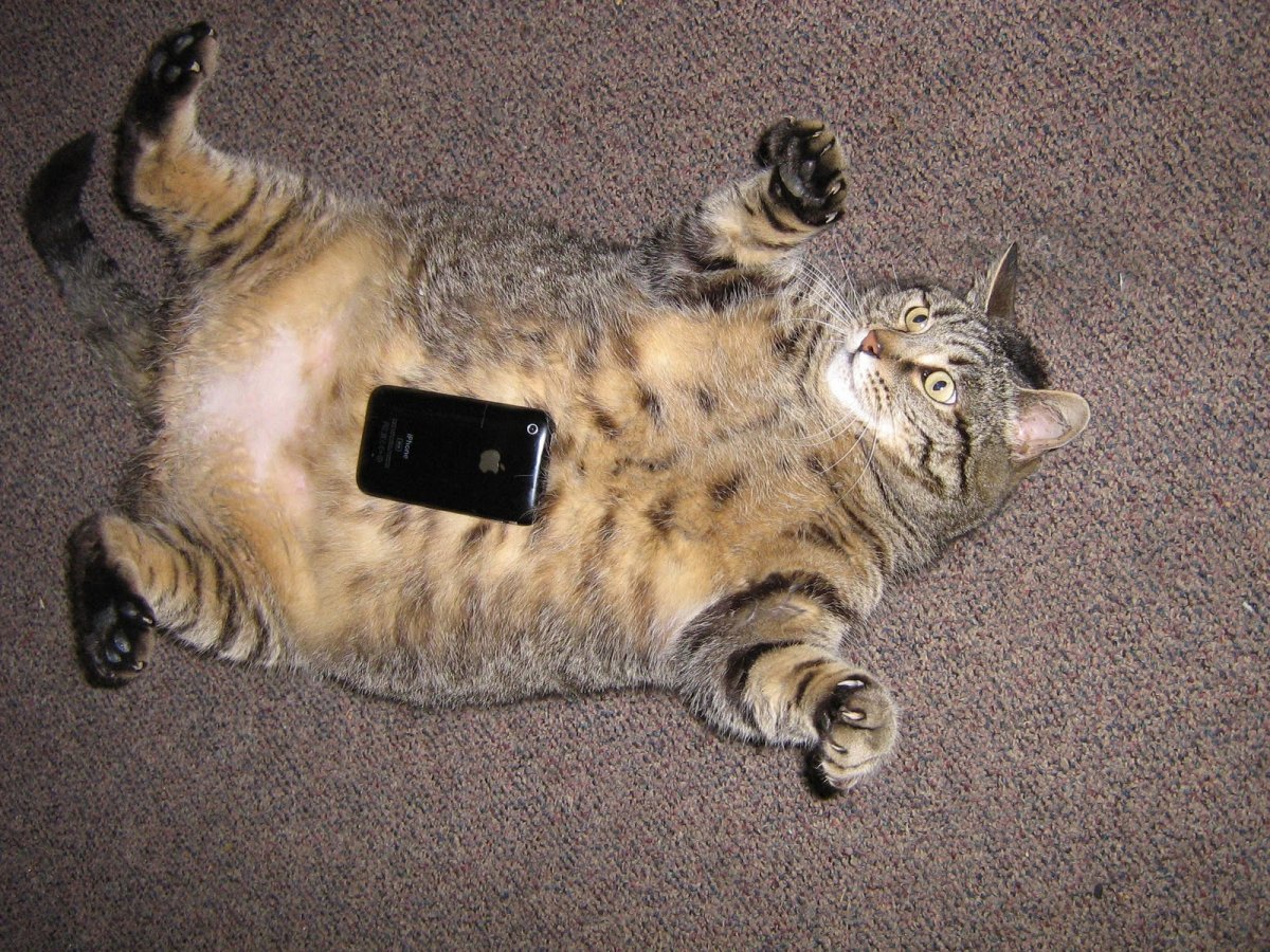 Толстый кот с телефоном