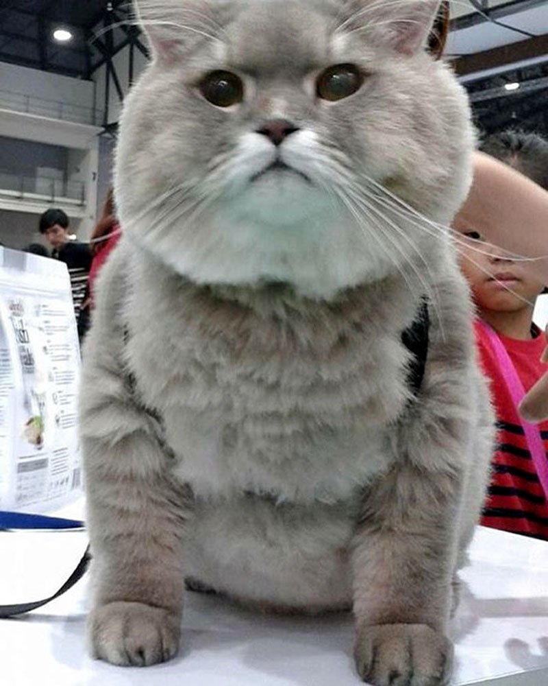 Таиландский кот Бон Бон