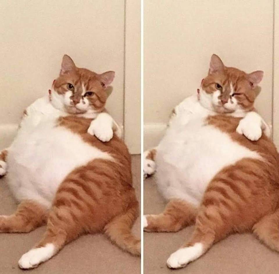 Два толстых кота