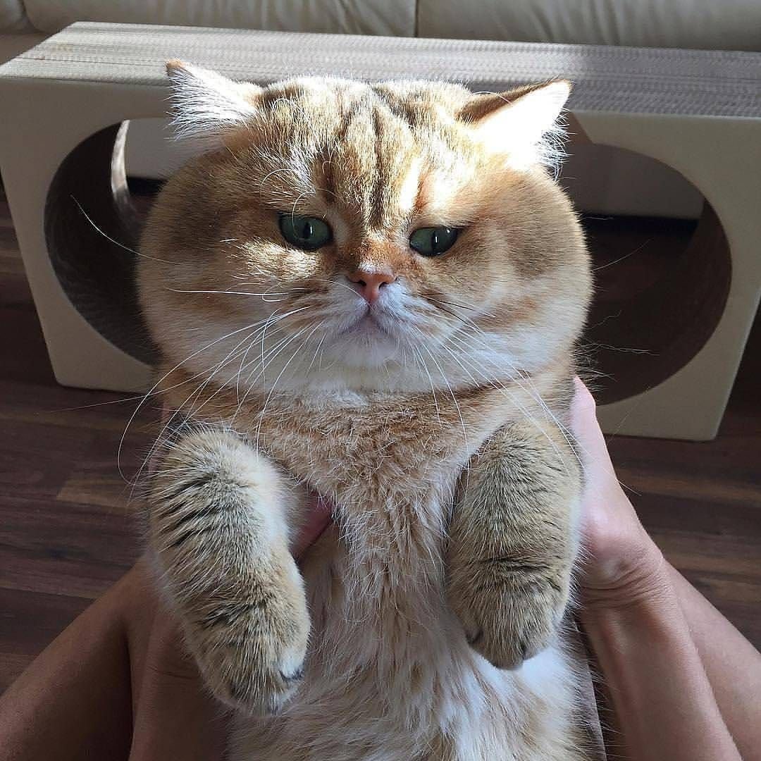 Кошки с круглой мордочкой