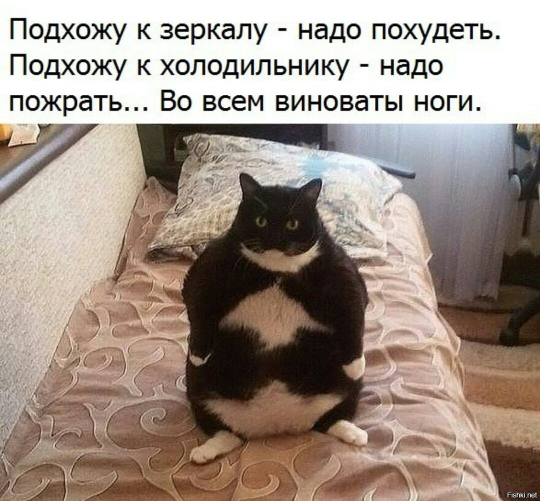 Толстый кот сидит на кровати