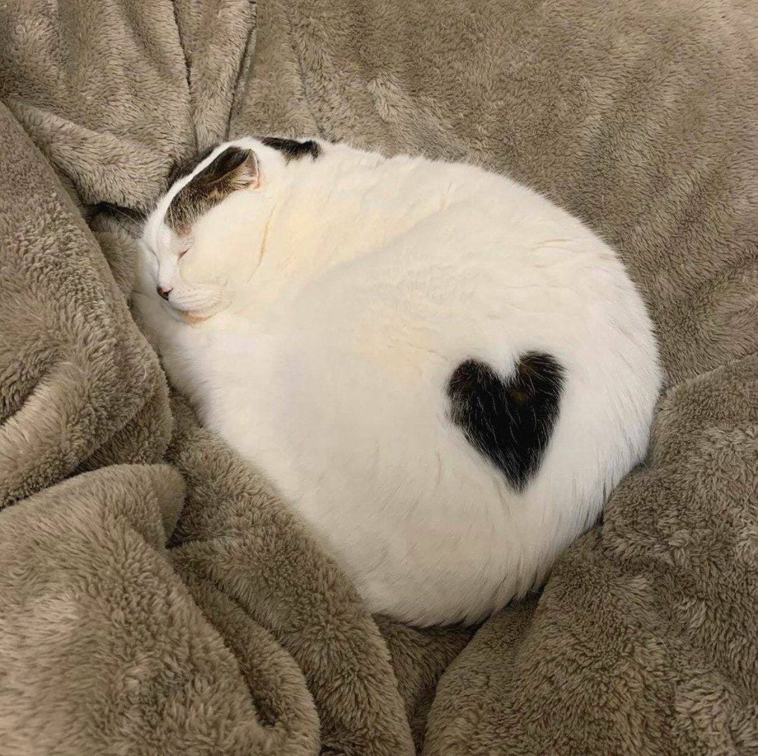 Кошка с сердечком