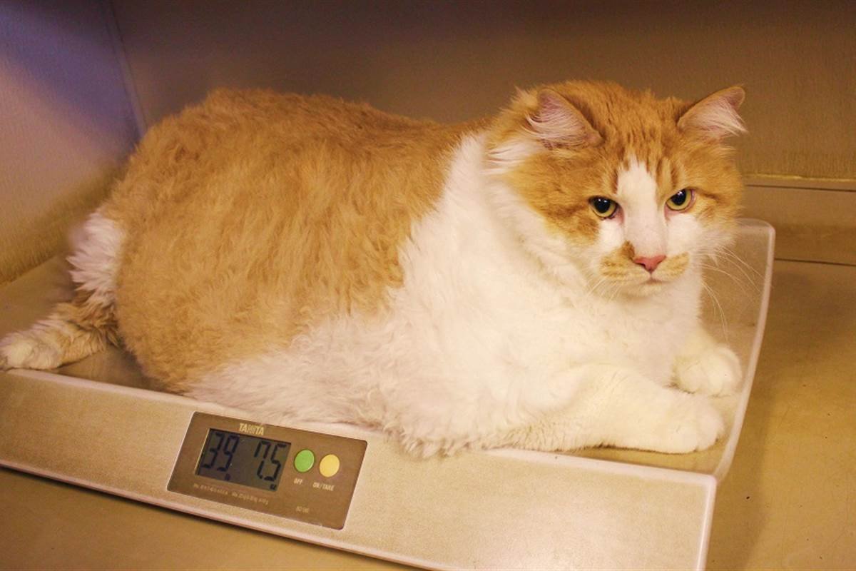 Австралийский кот химми