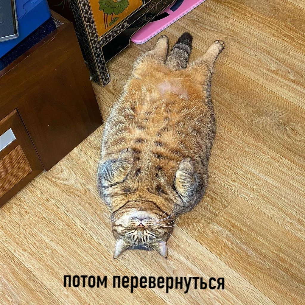 Котик в манго