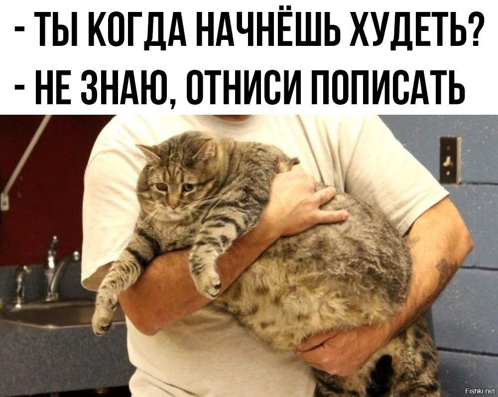 Кошачье ожирение