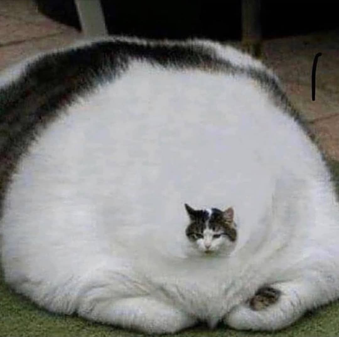 Самый толстый кот - 77 фото