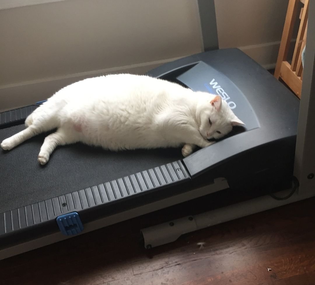 Кот после тренировки