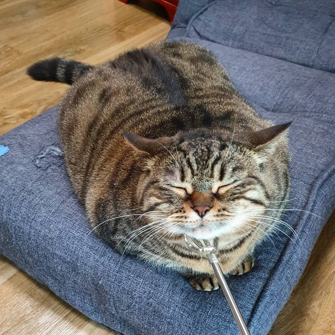 Кошка Чанки