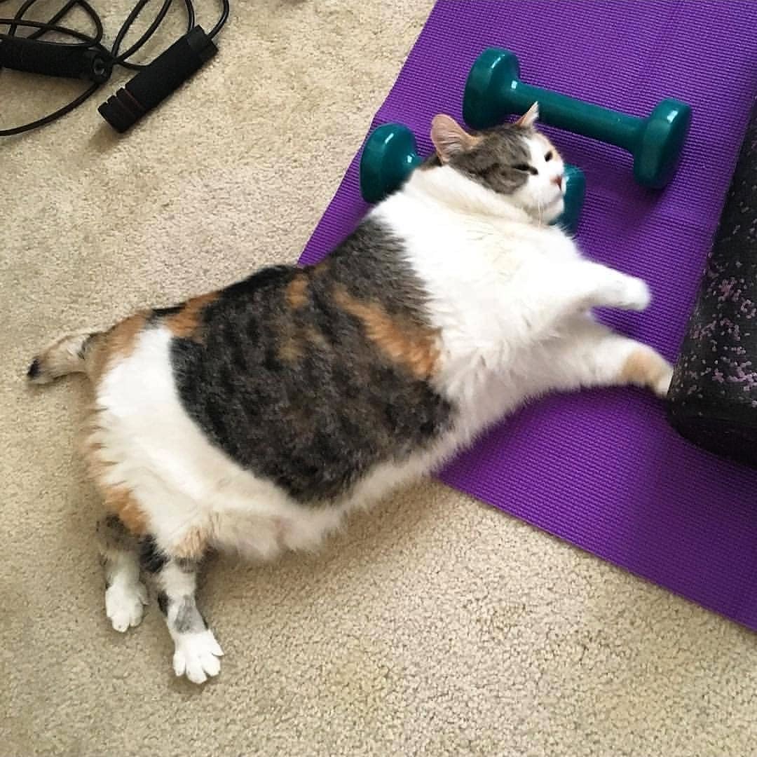 Кот спортсмен