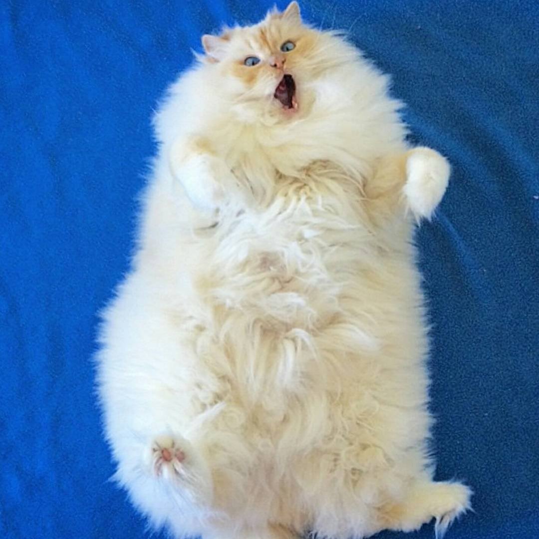 Самые пушистые кошки