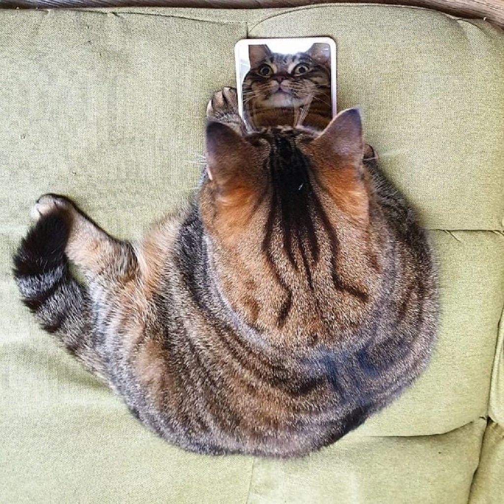 Котик со складками