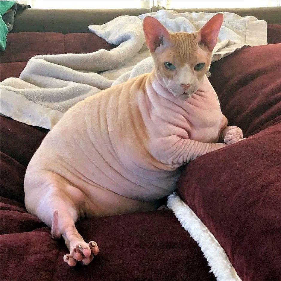 Донской сфинкс упитанный