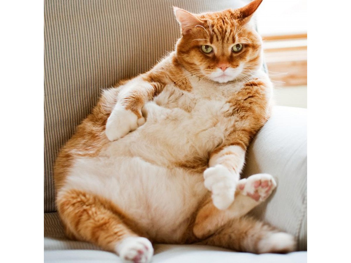 Толстый котэ