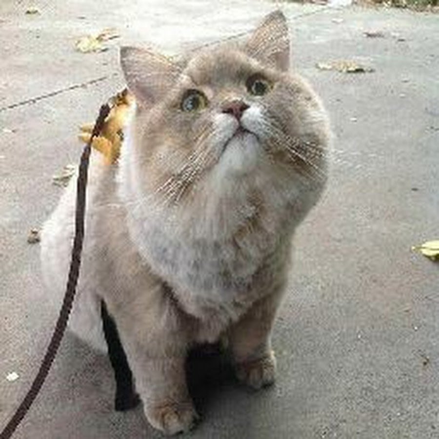 Кот Бон Бон